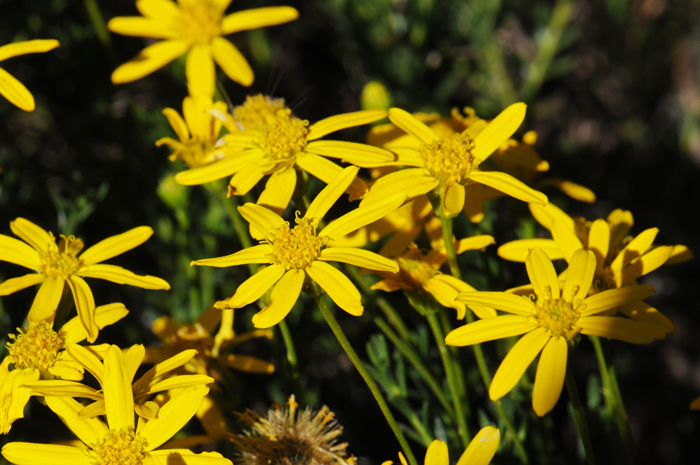 Damianita Daisy with fragrant yellow flowers covering the ground